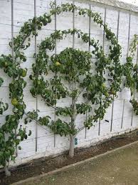 Circular Pear Tree Espalier At Museum Garden Gaasbeek Belgium Idees Jardin Jardins Et Beaux Jardins