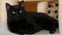 10 Black Cat Breeds - The Fascinating World Of Felines ...