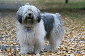 Trusted by 875,000 owners · free online seminars Polish Lowland Sheep Dog Breed Information Price Temperament Life Span
