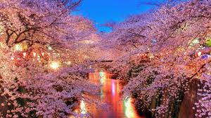 Free for commercial use no attribution required high quality images. Japanese Cherry Blossom Wallpapers On Wallpaperdog