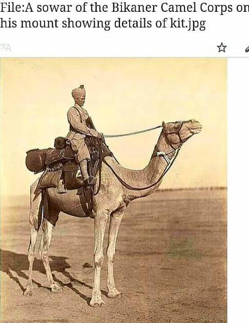 A sowar of the Bikaner Camel Corps - 1896 Photograph of a sowar (rider) of the Bikaner Camel Corps on his mount at Bikaner in Rajasthan, taken by an unknown photographer during