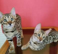 The cheapest offer starts at £5. Bengal Cats Mn Bengal Kittens Are For Sale Girl And Facebook