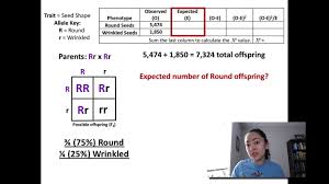 The calculations reduce your sample data down to one value that represents how different your data are from the null. Chi Square Tests And Genetic Crosses Youtube