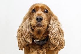 If you can't get a good grip on the fur, apply more powder or use a hair removal tool. 10 Adorable Small Dog Breeds With Big Ears Pictures