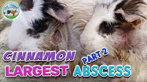 Guinea Pig Neck Abscess How To Treat And Drain And Abscess With Cavy Central Guinea Pig Rescue Youtube