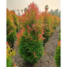 Image result for Eugenia