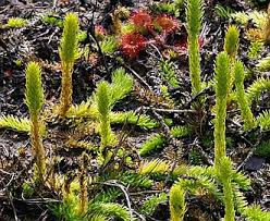 Image result for Lycopodiella