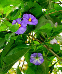 Image result for Lycianthes rantonnetii