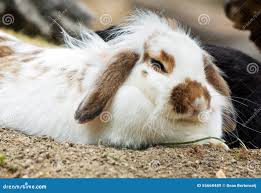 Image result for tbn:nuNU7FPK4A54yM::rvforsaleguide.com/images/bunny-resting-picture.jpg