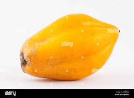 Image result for Vasconcellea pubescens