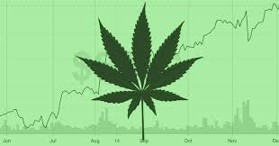 are these marijuana stocks on your 2020 watchlist