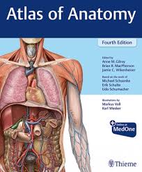 Anatomy 1b (thieme atlas of anatomy). Anatomy Atlas Of Anatomy