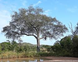 Image result for Balanites maughamii