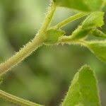 Image result for Elatostema welwitschii