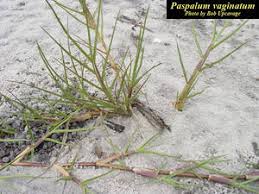 Image result for Paspalum vaginatum