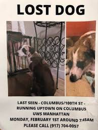 Romance 1h 28m 2021 96 views. Dog Lost During Snowstorm Found I Love The Upper West Side