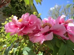 They favor a neutral to slightly alkaline soil. How To Take Root Cuttings From Tree Peonies John Horsey Horticulture