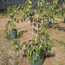 Syzygium cumini, commonly known as malabar plum, java plum, black plum, jamun or jambolan, is an evergreen tropical tree in the flowering plant family myrtaceae, and favored for its fruit, timber, and ornamental value. Tabulampot Jamblang Botani Seed Ipb