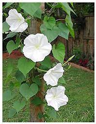 Check spelling or type a new query. Amazon Com Fragrant White Evening Blooming Vine Seeds Climbing Vine Up To 15 Garden Outdoor