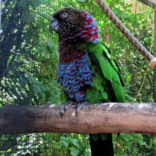Blue - Crowned Hawk headed Parrot - Legit Bird For Sale