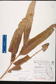 Image result for Acrostichum