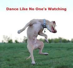 Happy Dance Puppies Funny Funny Dog Pictures Funny Animals