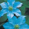 Cut spent flowers to encourage possible secondary blooms in late summer. 1