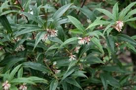 Image result for Vahlia digyna