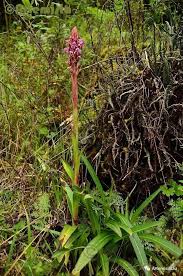 Image result for Disperis kilimanjarica