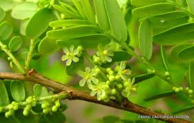 Image result for Phyllanthus paxii