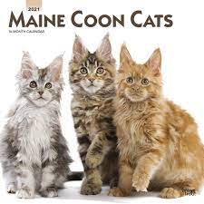 So why is he so big? Maine Coon Cats Maine Coon Katzen 2021 16 Monatskalender Original Browntrout Kalender Mehrsprachig Kalender Wall Kalender Browntrout Publisher Amazon De Bucher