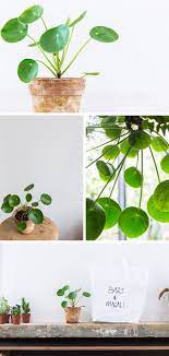 Chinese Money Plant Planten Thuis Planten Bloeiende Planten