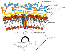 Maybe you would like to learn more about one of these? Ijms Free Full Text Spent Brewer S Yeast As A Source Of Insoluble B Glucans Html