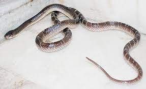 Image Result For Common Krait Snake Images Snake Images Snake Image