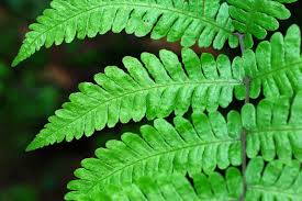 Image result for Metathelypteris vandervekenii