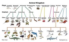 classification of living things index exploring nature