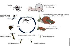 Maybe you would like to learn more about one of these? Stechmucken So Vermehren Sie Sich Hauptsachegarten De