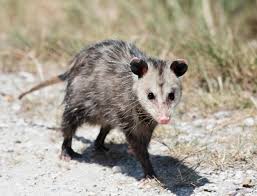 opossum tracks droppings how to identify terminix