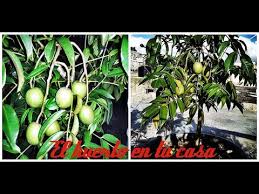 Maybe you would like to learn more about one of these? Spondias Cytherea Manzana De Oro Youtube