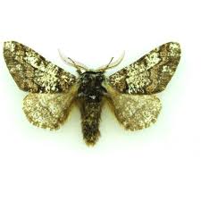 Image result for Peridea anceps