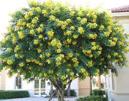 Yellow Crepe Myrtle Tree Name Cassia Tree Jpgviews 5795size 126 6 Kb Flowering Trees Shade Trees Myrtle Tree