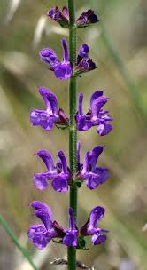 Image result for Lamiaceae