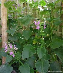 Image result for Brillantaisia pubescens