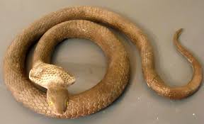 According to the simple reading of the text moses's staff turned into a snake and aaron's staff turned into a crocodile, and no scriptural verse leaves its plain literal meaning (shabbat. Moses Burning Bush 10 Plagues Bible Fun For Kids