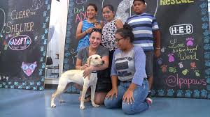 Keep the momentum going at our national adoption weekend events at all petsmart store locations. Clear The Shelters Kveo Tv