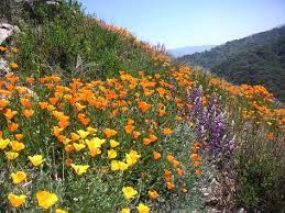 Southern California Native Plants California Native Plants California Plants Native Plants