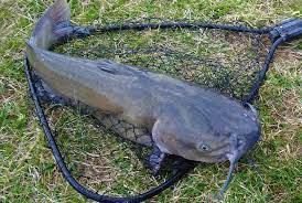 The current world no one is certain as to how flathead catfish got in the james river, although we do know they began to appear during the 1960s near scottsville, virginia. Best Time Of Day To Catch Catfish Blues Flathead Channel