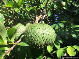 It is coverd with prickles. Buy Mountain Soursop Fruit Trees Annona Montana
