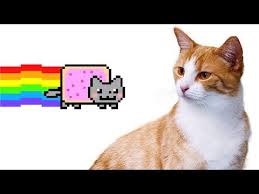 Making Nyan Cat Using A Real Cat Youtube In 2020 Nyan Cat Cats How To Make