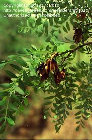 Image result for Schinopsis